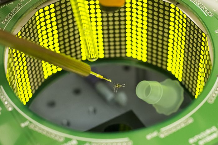mosquito-arena-700x467-compressor.jpg
