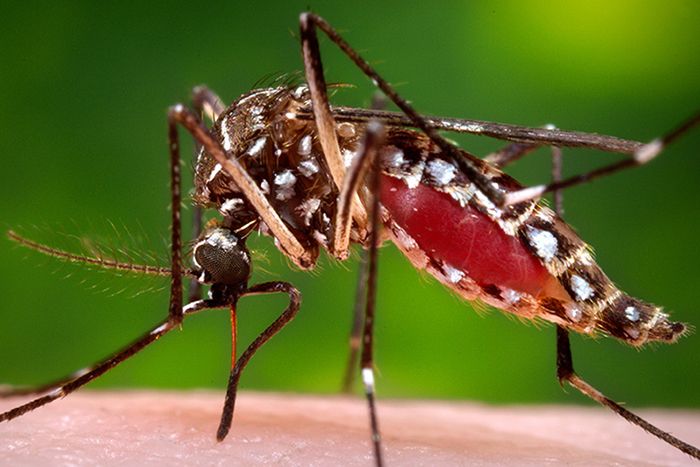 A. aegypti mosquito