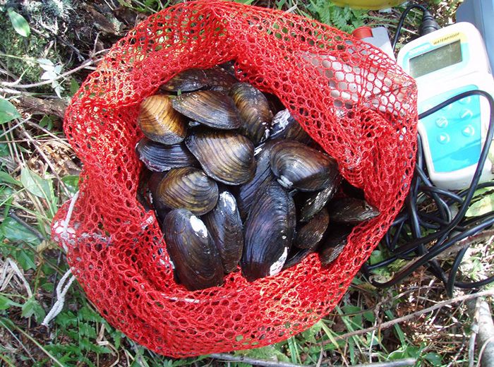 Round pigtoe mussels