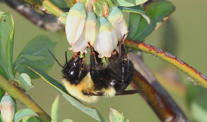 Wild bumble bee