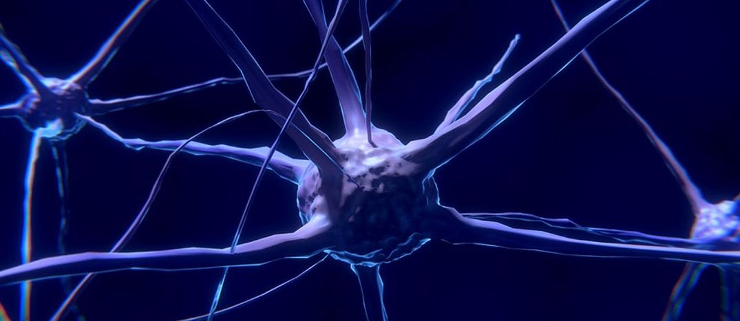 magnified neuron
