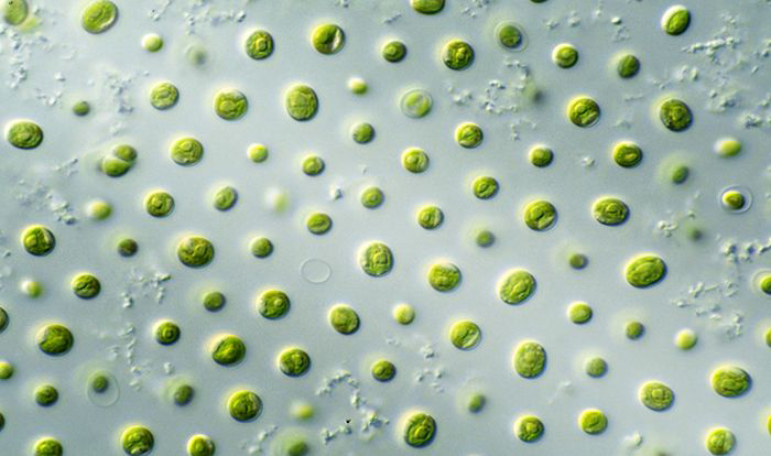 Algae