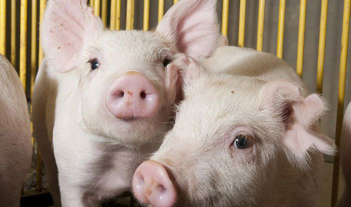 Image of piglets