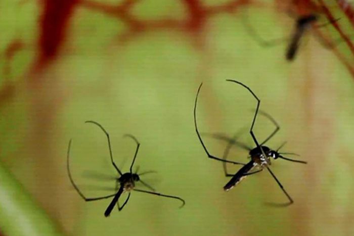 Pitcher Plant Mosquitoes on a leaf