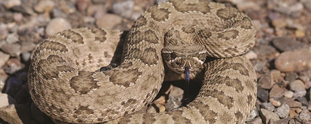 Prairie Rattlesnake