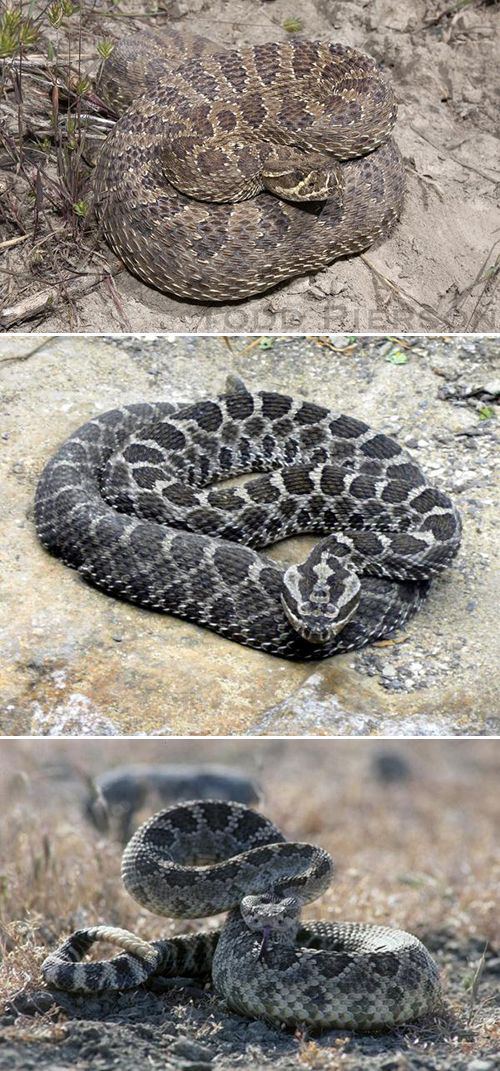 Image of three rattlesnakes