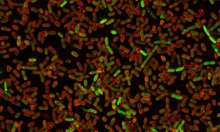 Image: Researchers genetically modified E coli bacteria to fluoresce red when DNA was damaged.