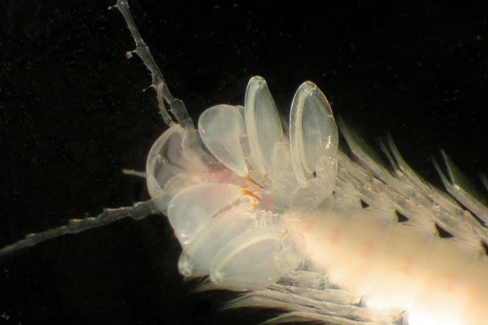 remipede-Godzillius-700x467-compressor.jpg