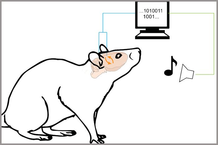 Image of rat controlling computer tone