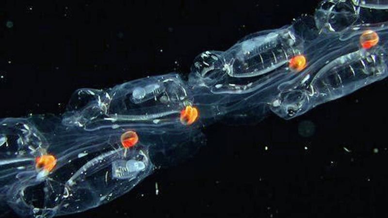 Photo of a salp chain