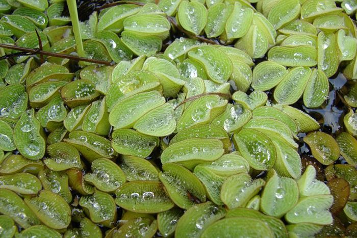 South American Floating Fern