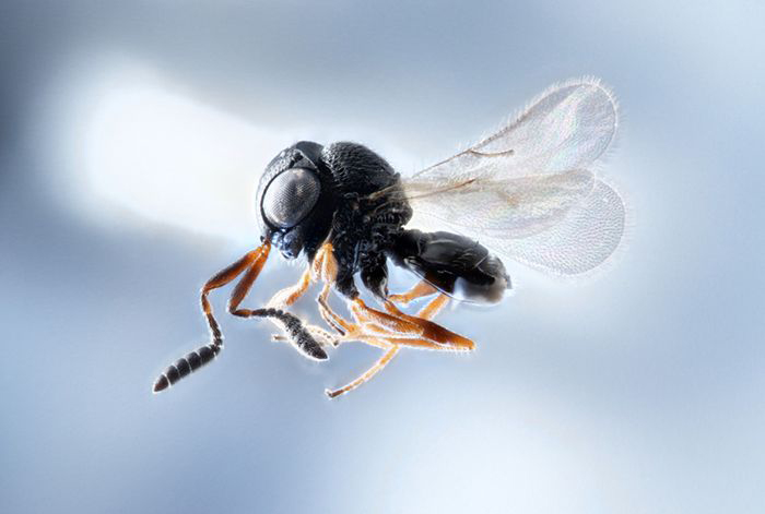 samarai-wasp-700x471-compressor.jpg