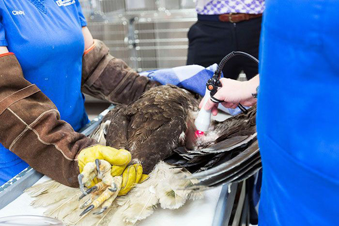 scanning-eagle-700x467-compressor.jpg