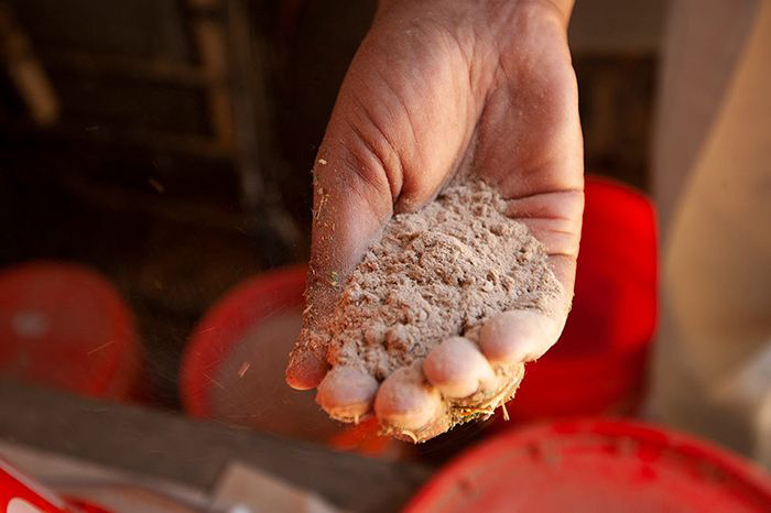 seaweed-supplement-cows-uc-davis-700x466-compressor.jpg