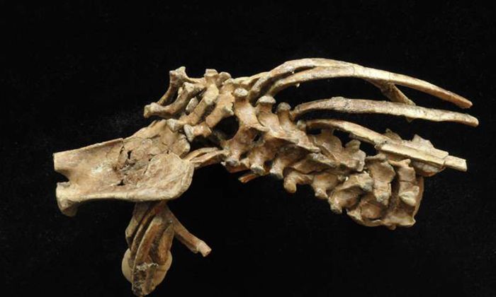 Selam, possesses the most complete spinal column of any early fossil human relative'