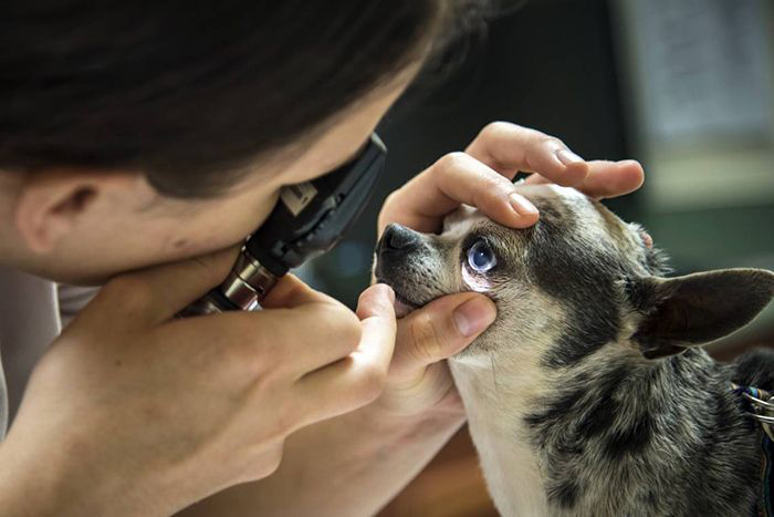 Scientist examining dog's eyes