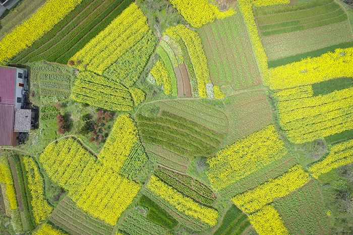 Aerial photo of crops
