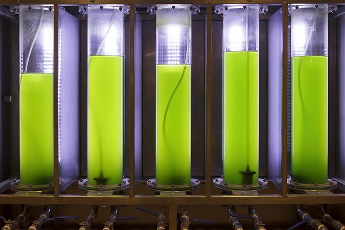 Algal biofuel