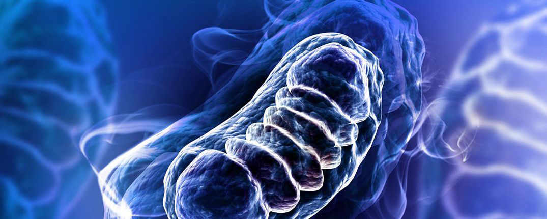 mitochondria