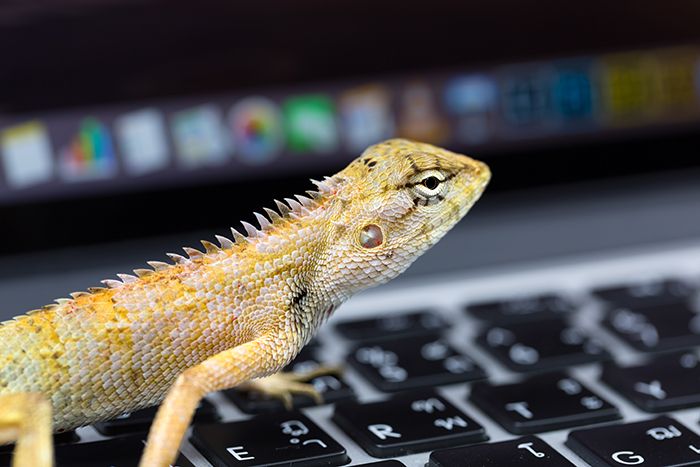 Chameleon on keyboard