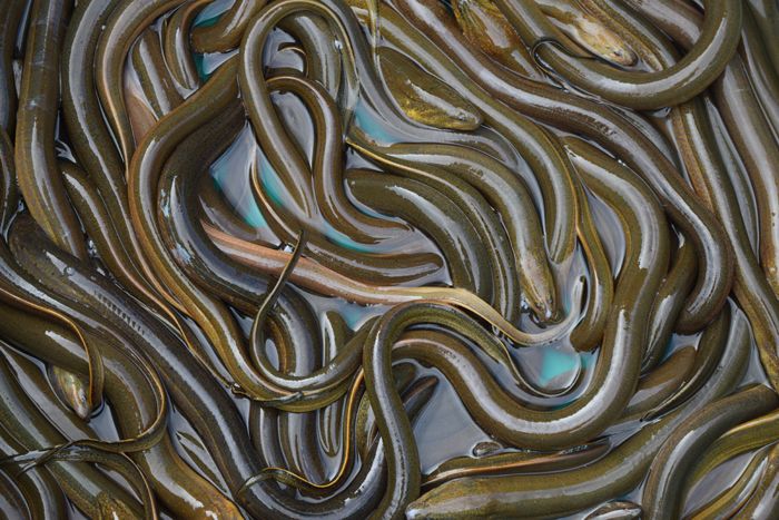 Eels