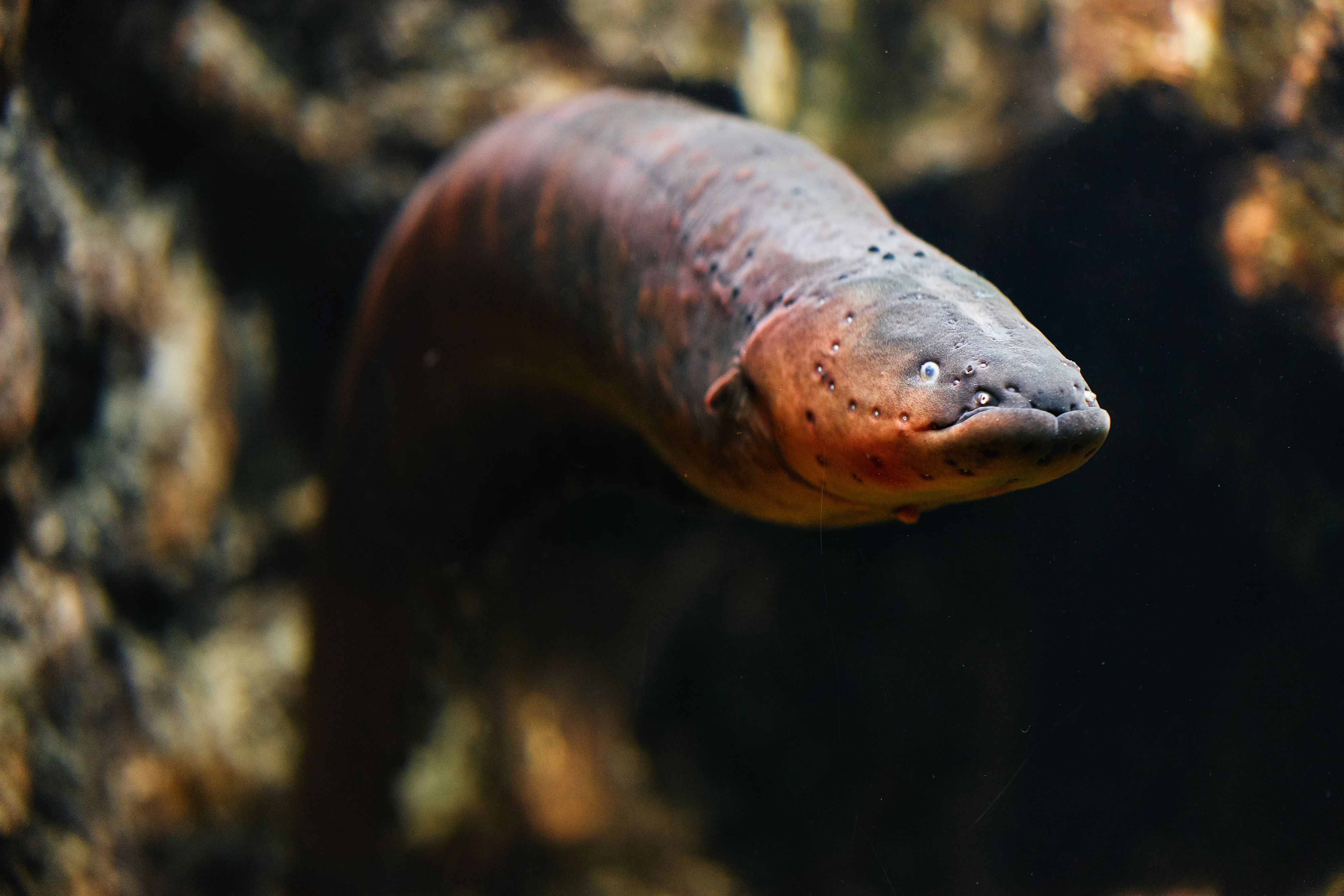 Sea eel