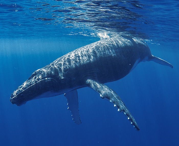 Photo of humpback whale