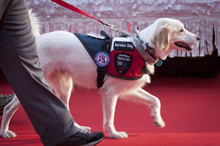 Veteran with service dog