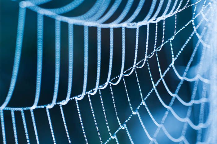 spider web closeup