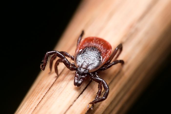 Closeup of a deer tick