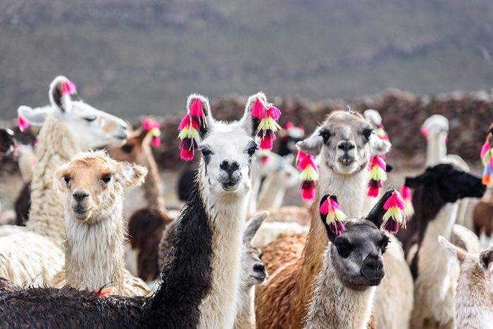 Llamas