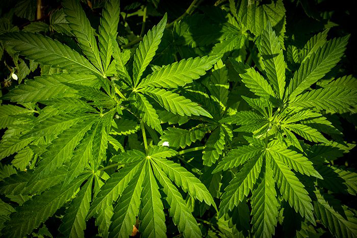 Image of marijuana foliage