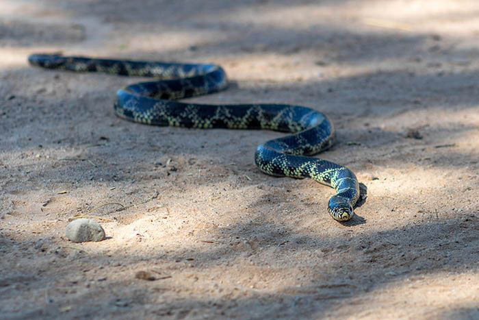 Image of snake is desert
