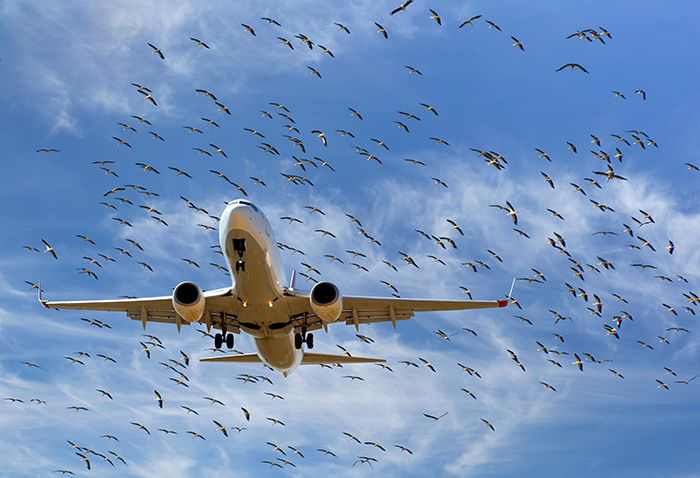 Image of plane taking off near flock of birds