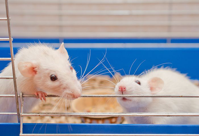 Image of white rats in a cage