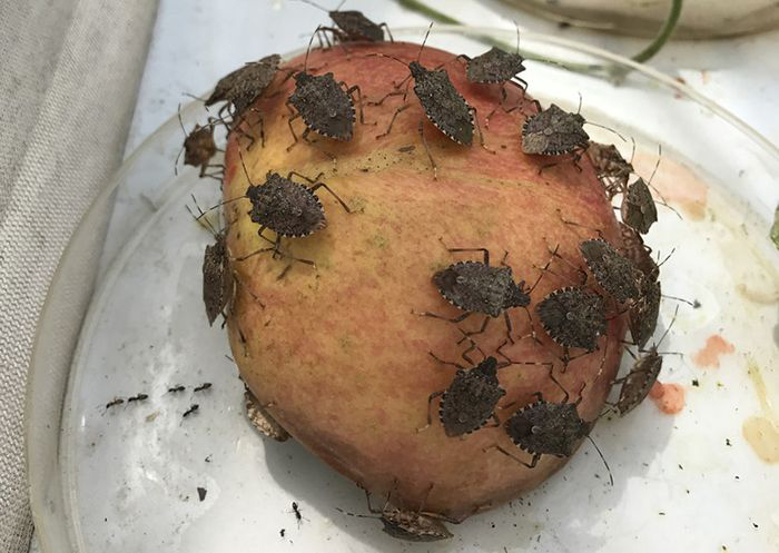 Stink bug colony