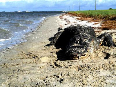 Alligator found sunbathing on an ocean beach in Florida. 