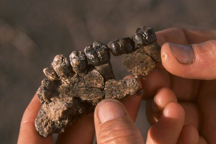 A partial upper jaw of Australopithecus anamensis