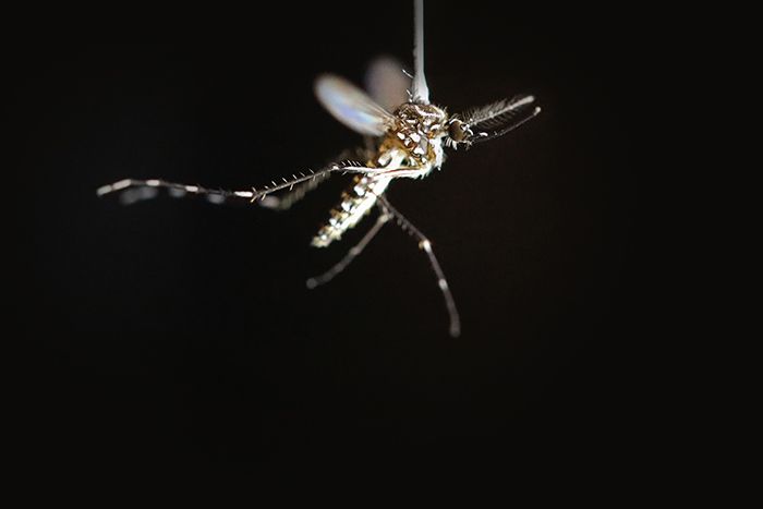 A tethered mosquito