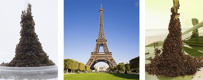 Photo of ant towers and Eiffel Tower.
