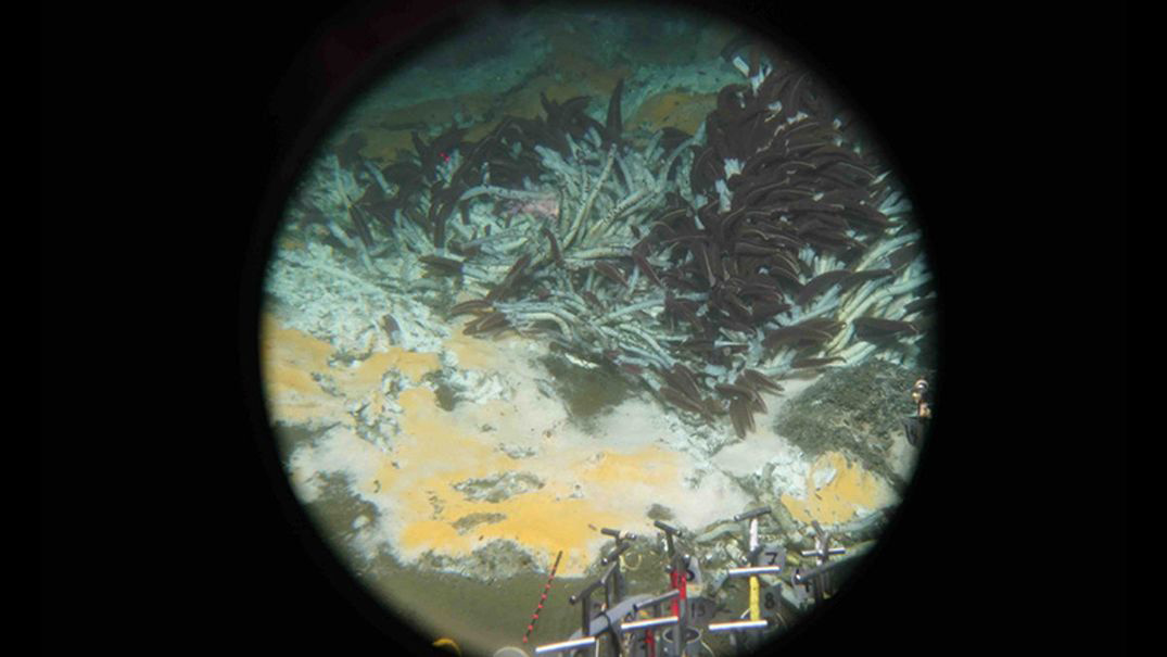 View of the Guaymas Basin seafloor taken through the window of the Alvin submersible