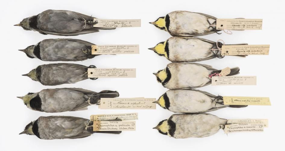 Horned Larks collected in Illinois between 1904 and 1916
