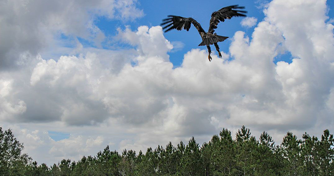ufl-eagle-soaring-1075x568-compressor.jpg