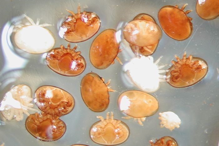 varroa-mites-close-700x467-compressor.jpg