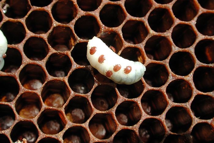 varroa-mites-on-larva-700x467-compressor.jpg