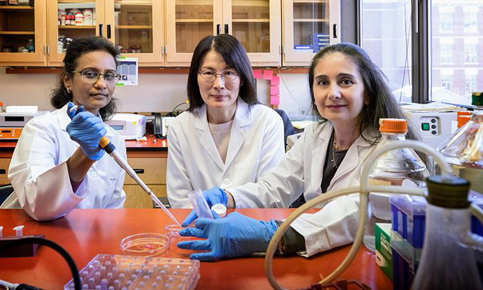School of Medicine researchers Vidya K. Nagalakshmi , Minghong Li and Maria Luisa S. Sequeira-Lopez