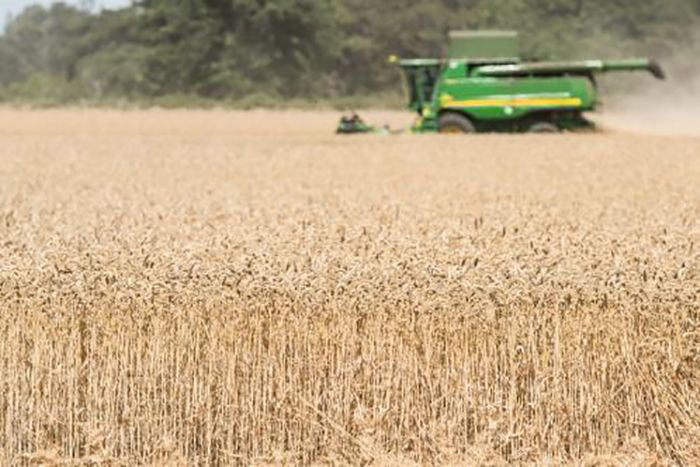 Image: wheat harvester
