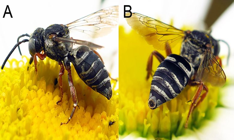 The new bee species, Triepeolus eliseae.