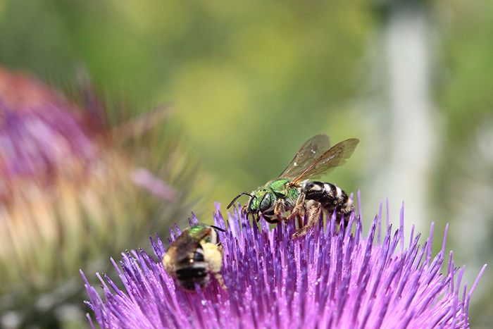 wild-bees2-700x467-compressor.jpg