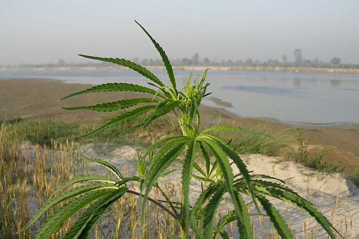 Wild cannabis